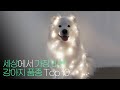 세계에서 가장 비싼 강아지 품종 Top 10 !!