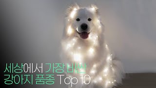 세계에서 가장 비싼 강아지 품종 Top 10 !!