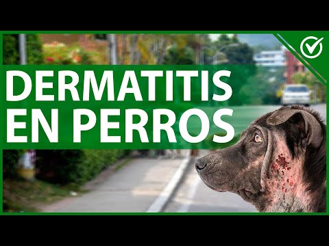 🐶 Dermatitis en Perros - Remedios Caseros para los Picores 🐶🐩 hqdefault
