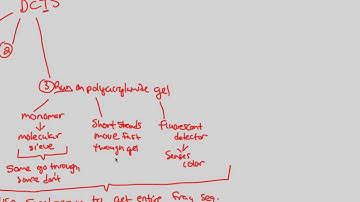 DNA Technology - Sequencing (Part 2) | BIALIGY.com