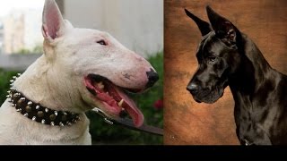 Bullterier vs Great Dane by Emily Haddock 246 views 7 years ago 1 minute, 31 seconds