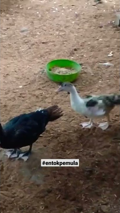 cek kandang entok sore..full goyang koplo 🦆🦆 #shorts