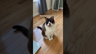 The second cat effect ✨ #cat #cute #catvlog
