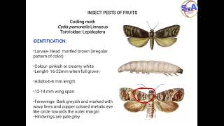 Introduction,identification and mode of damage of codling moth of insect pest apple fruit.