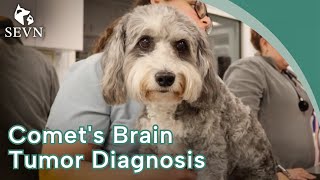 Signs of Brain Tumors in Dogs