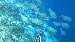 HUNTING 8 GIANT BHUMHEAD-Panah Ikan Purba||Top Shoot
