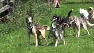 DogsleddingOnWheels at Eden Dogsledding!