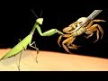 WHAT WILL BE IF THE MANTIS SEES THE LIVE CRAB - VERSUS OF THE CRAB (THE CRAB THE VAMPIRE)