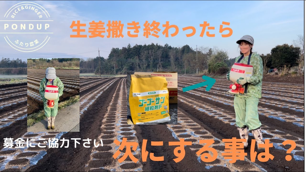 生姜栽培】しょうが畑に除草剤散布 ゴーゴーサン - YouTube