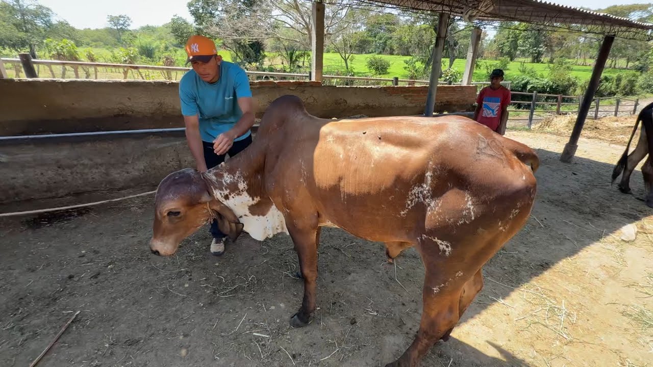 Toro gyr ya lo vendimos y llegamos a recogerlo 