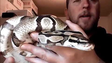 Our Ball Python Collection Part 1
