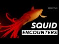 Our top 6 favorite squids i oceanx encounters