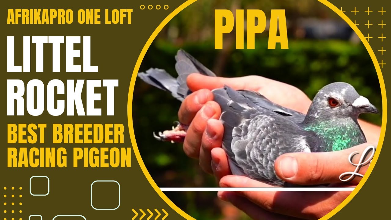 Little Rocket | Top Racing Pigeon Bloodline | Pipa Pigeons Auction ...