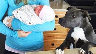 Cute Dog Meeting Baby for the First Time Compilation