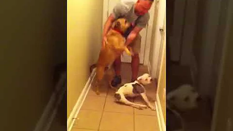 Airman comes home to handicapped dog from 6 month ...