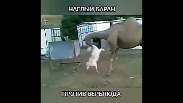Баран против верблюда