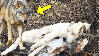 森で偶然にも6匹の子オオカミを救った捨て犬。家族同然に3ヶ月も過ごした後、想像を絶する出来事が起こった【感動】