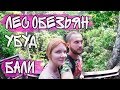 Лес обезьян в Убуде (Бали, Индонезия).