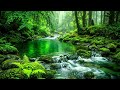 Babbling Brook and Chirping Birds in Deep Forest, White Noise and Natural Sounds for Relaxation
