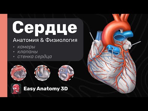 Анатомия Сердца: Полный разбор | Камеры, Клапаны, Стенка сердца | Easy Anatomy