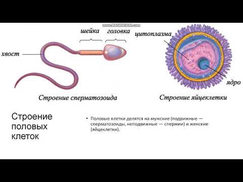 Мужские половые клетки образуют. Строение половых клеток. Строение половых клеток человека. Строение мужской половой клетки. Строение женской половой клетки.