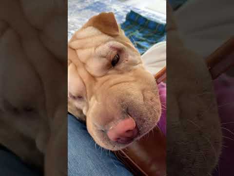 Video: „Trendy New Dog“tipo šunys elgiasi su „Shar Pei Go“riešutais