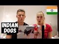 These Are 10 INDIAN Dog Breeds | We Didn't Know THIS! Shocked FOREIGNERS REACTION!