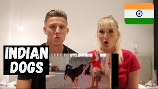 These Are 10 INDIAN Dog Breeds | We Didn&#39;t Know THIS! Shocked FOREIGNERS REACTION!