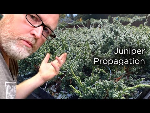 Video: We Propagate The Juniper By Cuttings