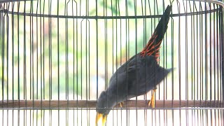 Goyangan  maut Jalak rio rio KONSLET
