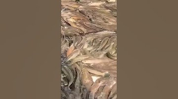 Kinh Nghiệm Nuôi Cá Lóc Bể Xi Măng | Chuyên Gia Tiết Lộ