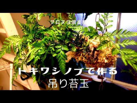 トキワシノブで作る吊り苔玉 Youtube