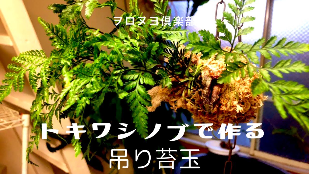 トキワシノブで作る吊り苔玉 Youtube