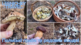 видео: Польські гриби та рядовки всюди! картинка: Польські гриби та рядовки всюди!