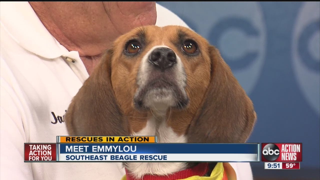 southeast beagle rescue