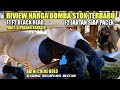 Terbaru harga domba dorper hari ini paket breeding f1 f2 black head jantan betina di sobo kandang