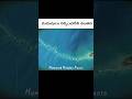 మనుషులు నిర్మించలేని వంతెన || #facts #unbelievable #shorts #viral #trending