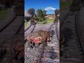 Simulate extreme survival skills vol110 rdr2 #shorts #short