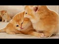 🥊🥋 Who will WIN this Battle?  British Shorthair kittens | Too funny | Compilation