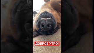 Доброе утро! #приколы #смех #animals #животные #коты #cat #мем #топ #смешныекошки #funnyvideo #dog