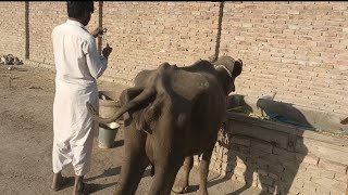 very weak buffalo vitamins treatment at home