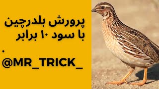 ‎@mr_trick_  هر هفته با معرفی و آموزش شغل های پر درآمد... #beautiful #ایران #شغل_پردرآمد #صادرات