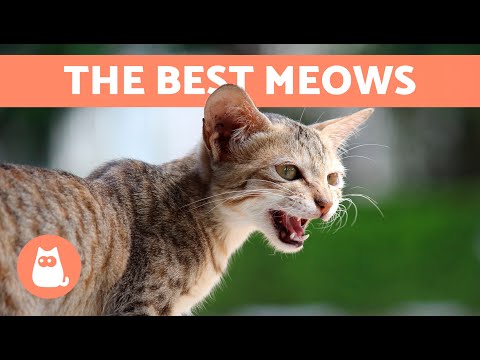 The Best VIDEOS of MEOWING CATS 🐱🐾 Angry, Happy and Funny Cats MEOWING for You!