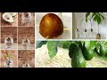 Qual a posição do abacate para plantar....Se inscreva no canal para mais dicas.....