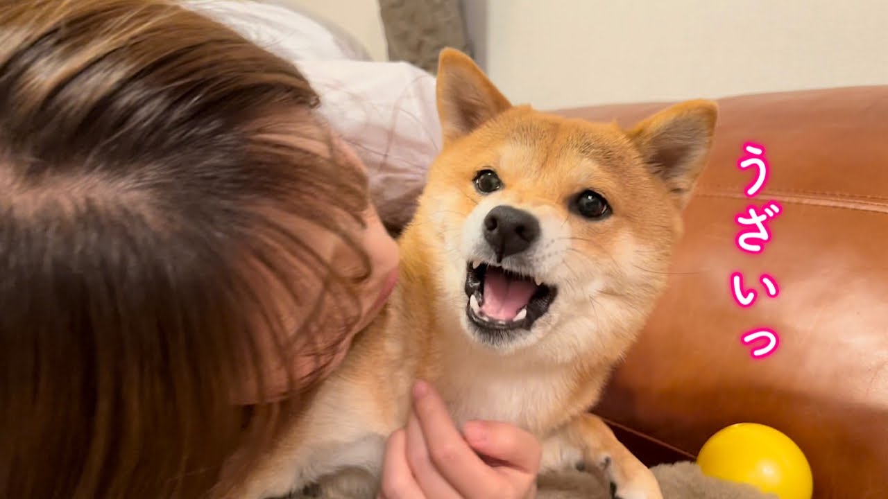 ママの愛情が重すぎてガチギレする柴犬が可愛い Youtube ママの愛情が重すぎてガチギレする柴犬が可愛い Youtube