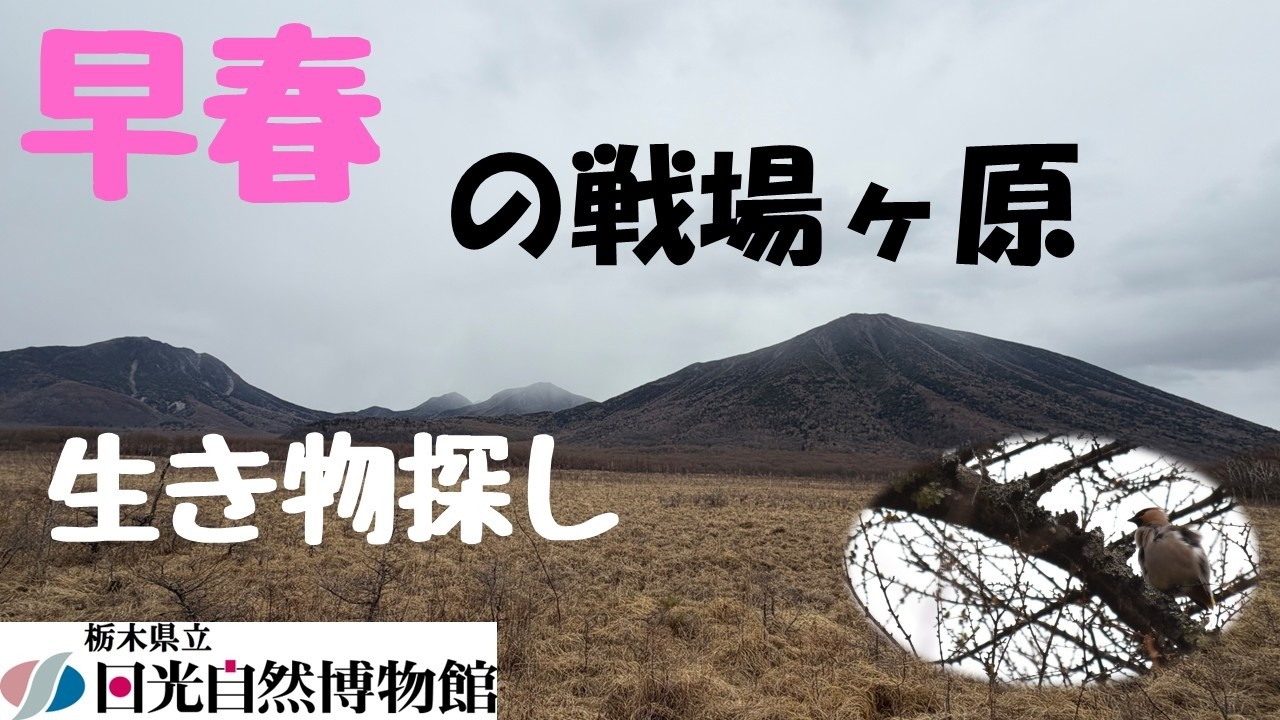 早春！ 枯れ景色だからこその出会い《2026年4月22日》【奥日光自然情報