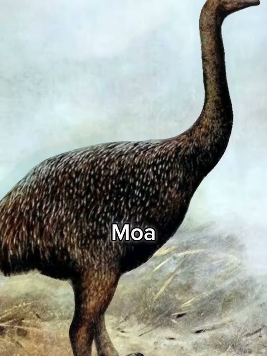 Animals people couldn't get to see (Gen Z'ers) #edit #sad #extinction #badhabits