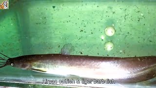Airsac catfish (Heteropneustes fossilis) by A to Z Animals & Plants 25 views 8 days ago 50 seconds