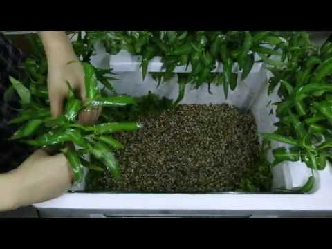Video Cách trồng rau, nuôi cá trong trong thùng xốp độc đáo - youtube