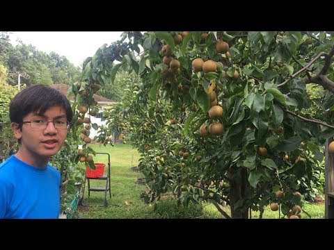 Video: Growing Kikusui Pears – Ano Ang Lumulutang Chrysanthemum Asian Pear Tree
